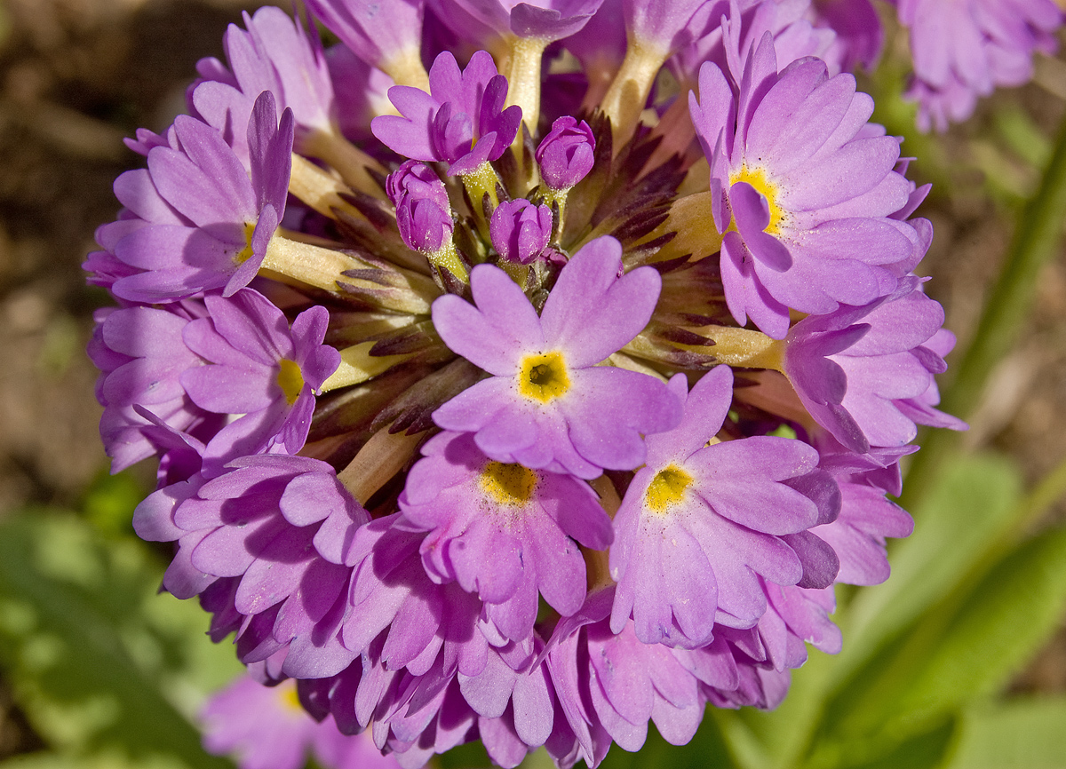 Изображение особи Primula denticulata.