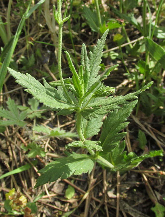 Image of Veronica jacquinii specimen.