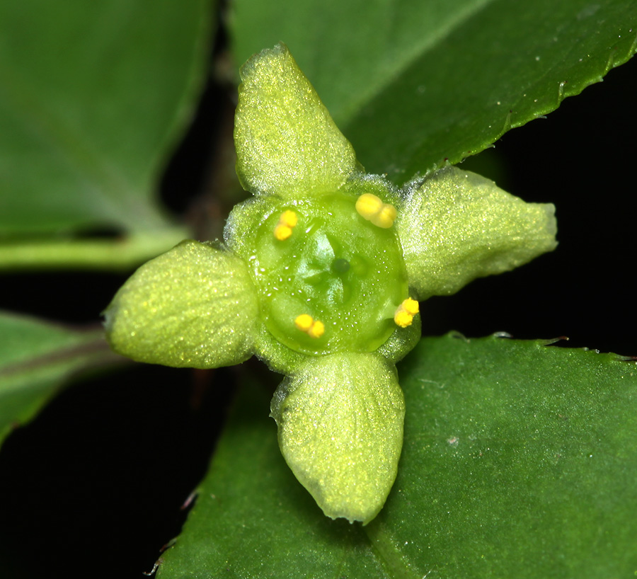 Image of Euonymus sacrosanctus specimen.