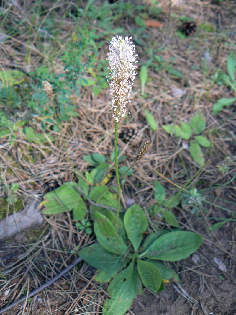 Image of Plantago media specimen.