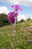 Gladiolus tenuis