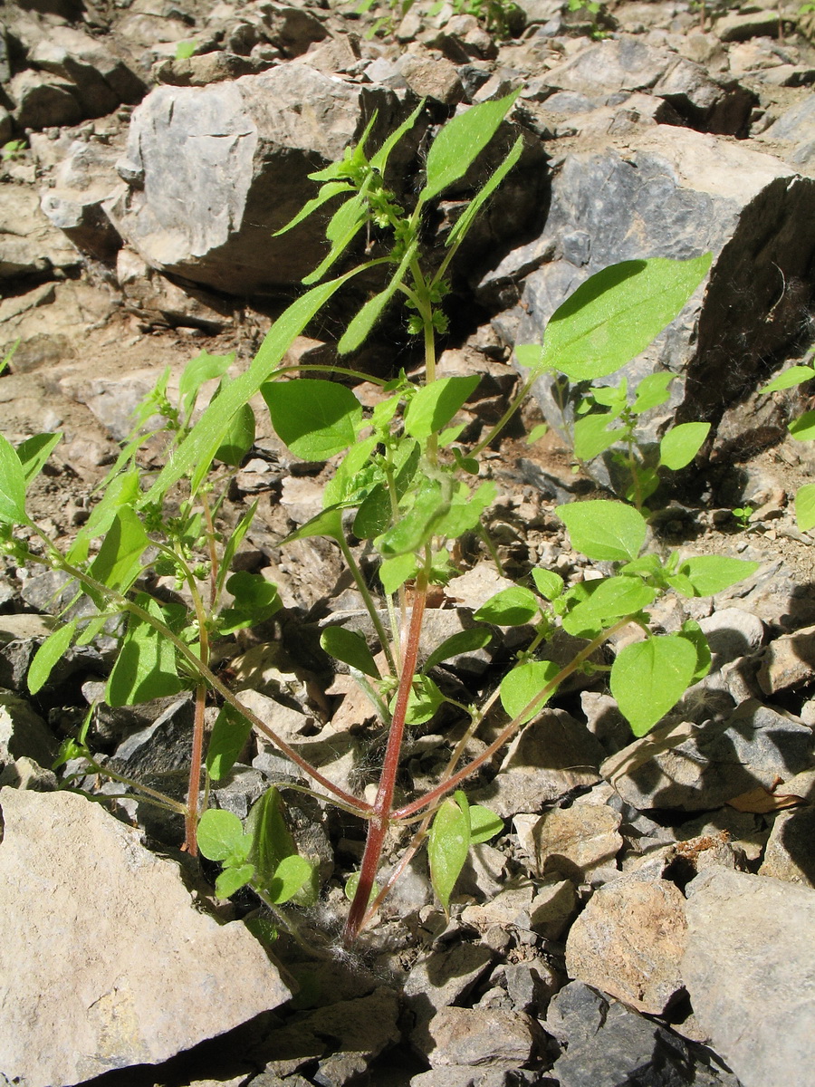 Изображение особи Parietaria micrantha.