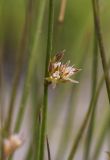 Juncus filiformis. Соцветие. Архангельская обл., Соловки, о. Бол. Соловецкий, обочина дороги. 23.06.2018.