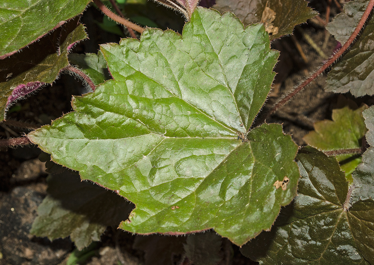 Image of Heuchera micrantha specimen.