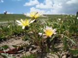 Taraxacum lilacinum. Цветущее растение. Кыргызстан, Таласская обл., вост. часть Таласского Алатау, пер. Отмок, 3326 м н.у.м., альпийская зона. 20 июля 2018 г.