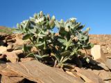 Stellaria turkestanica. Цветущее растение. Кыргызстан, Зап. Тянь-Шань, Таласский Алатау, южн. сторона пер. Кара-Буура, ≈ 3150 м н.у.м., осыпь на склоне южной экспозиции. 17 июля 2018 г.