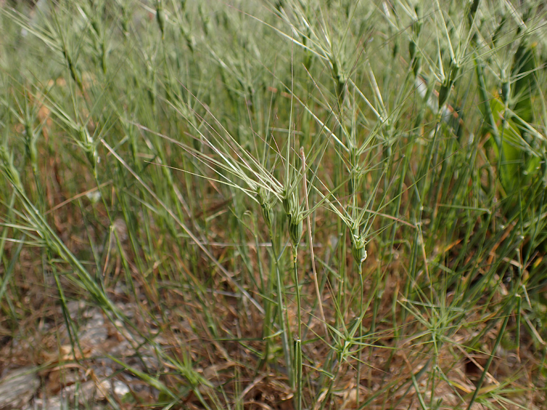 Изображение особи Aegilops ovata.