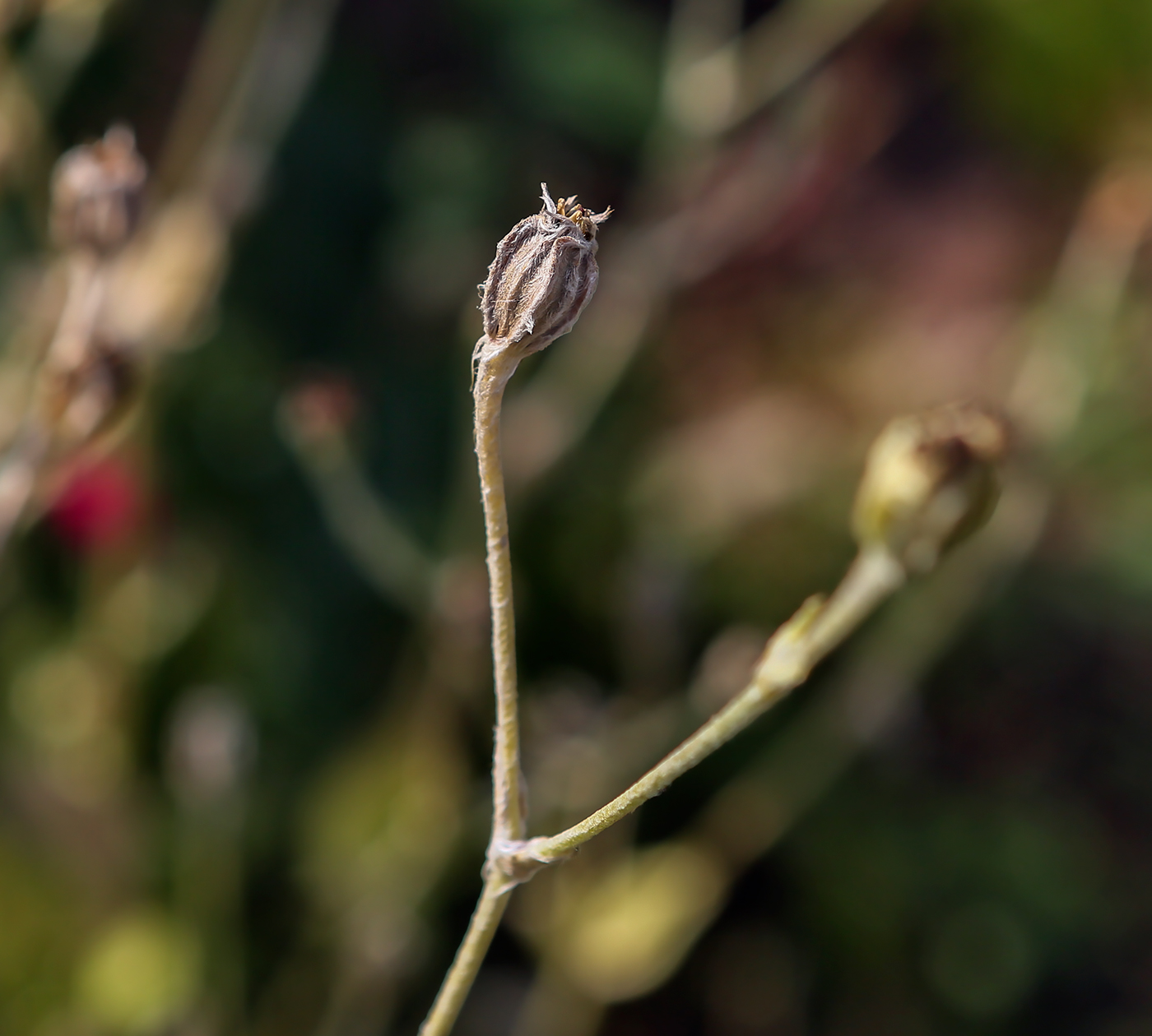 Image of Lychnis coronaria specimen.