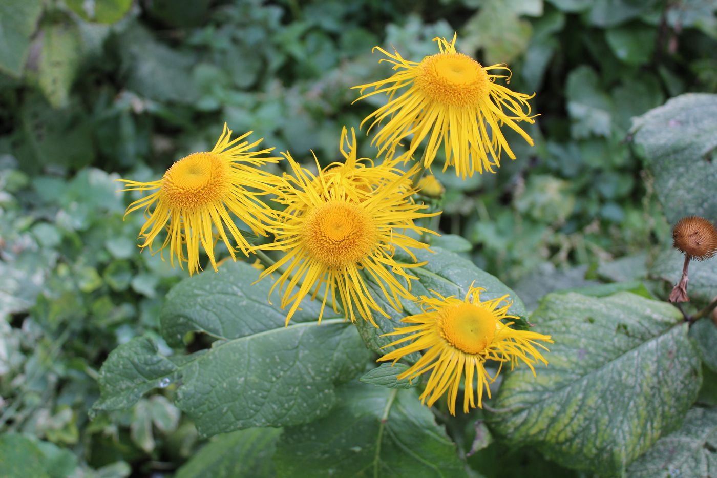 Изображение особи Telekia speciosa.