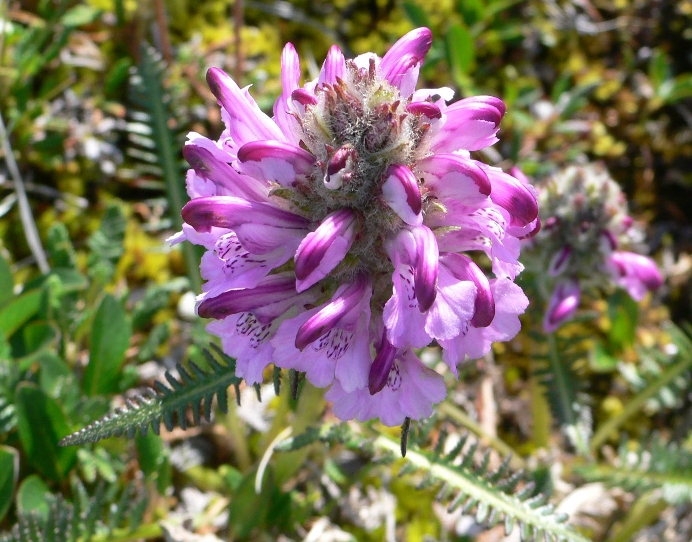 Изображение особи Pedicularis albolabiata.