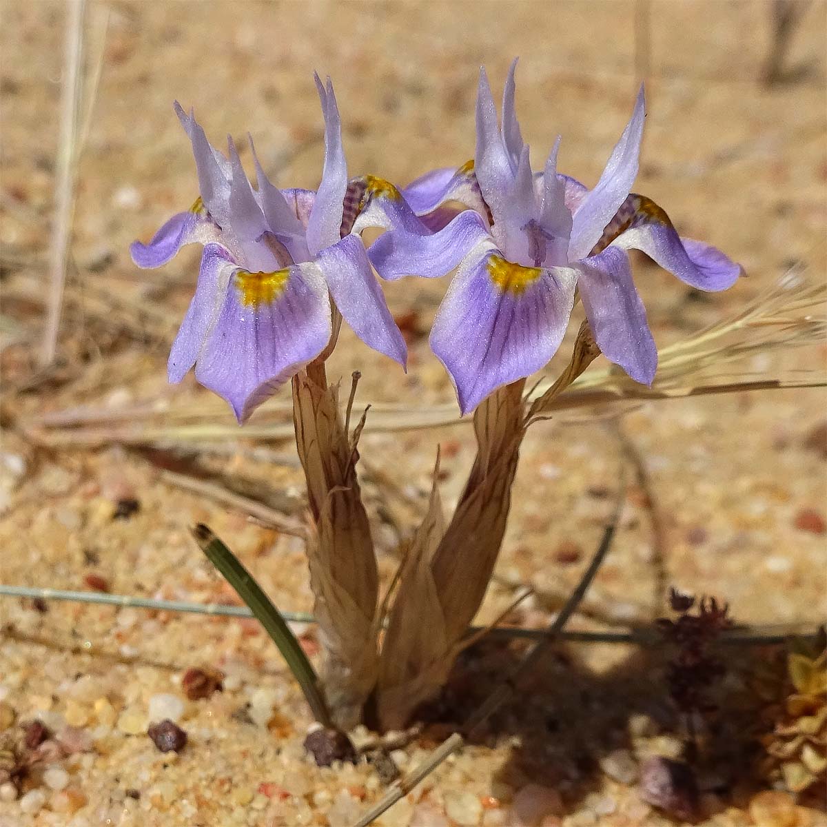 Image of Moraea setifolia specimen.