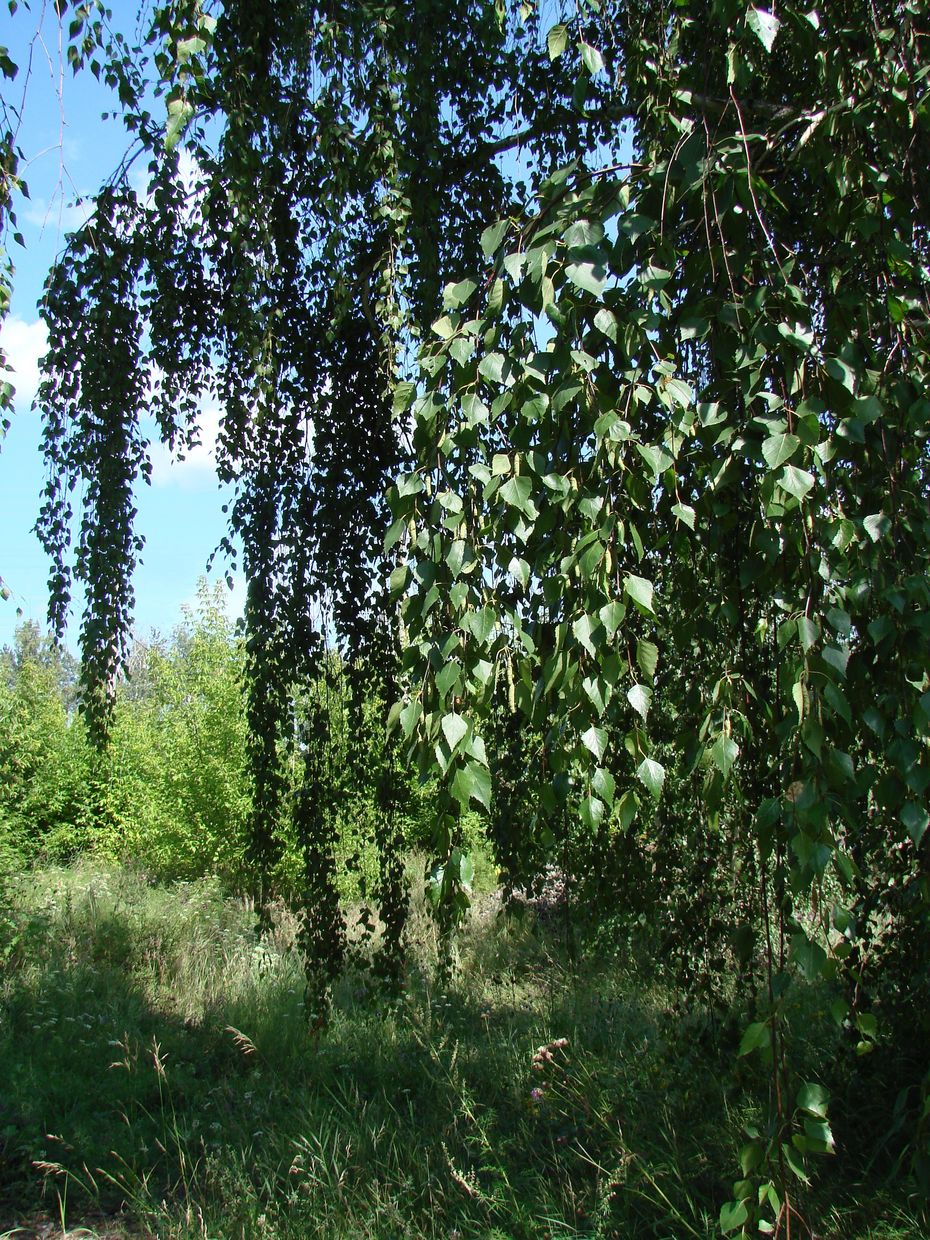 Изображение особи Betula pendula.