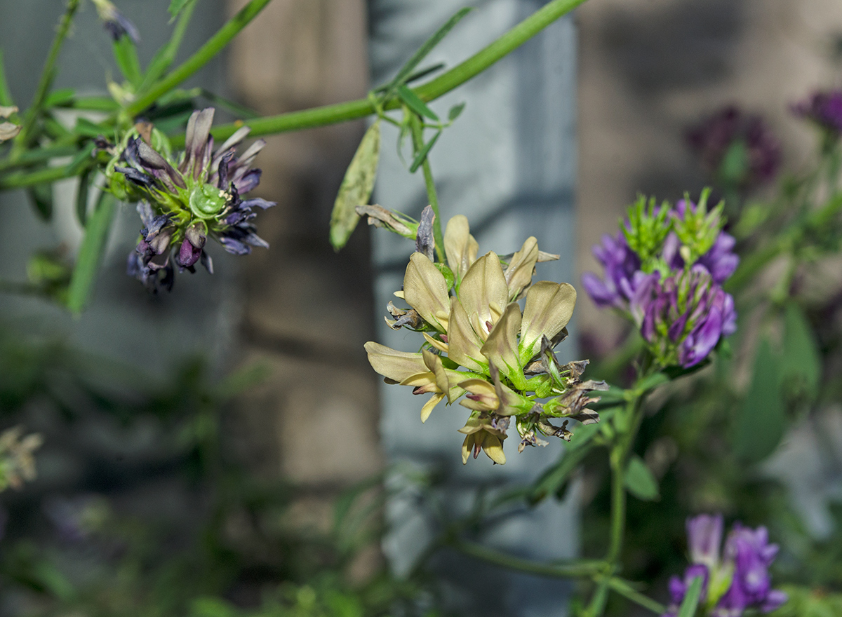 Image of Medicago × varia specimen.