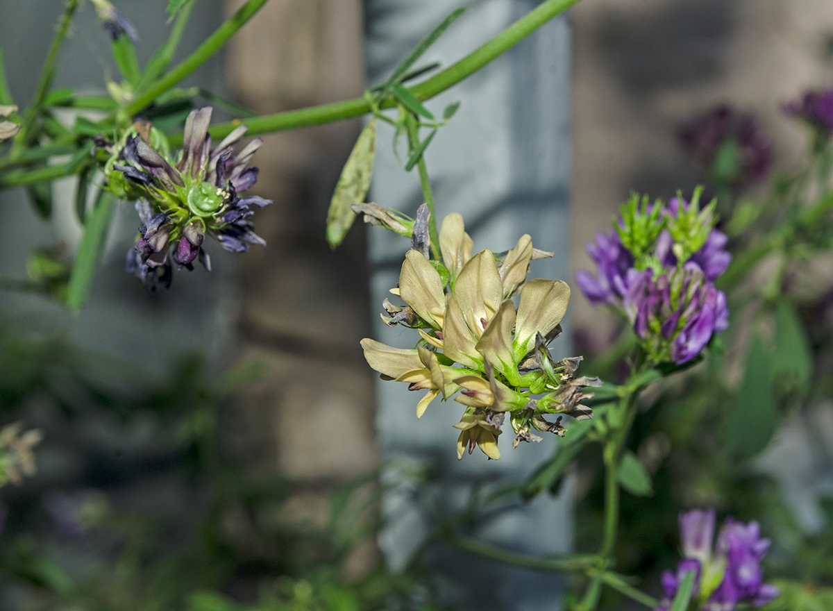 Изображение особи Medicago &times; varia.