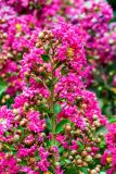 Lagerstroemia indica. Верхушка побега с соцветиями. Крым, пос. Партенит, парк \"Айвазовское\", в культуре. 23.09.2018.