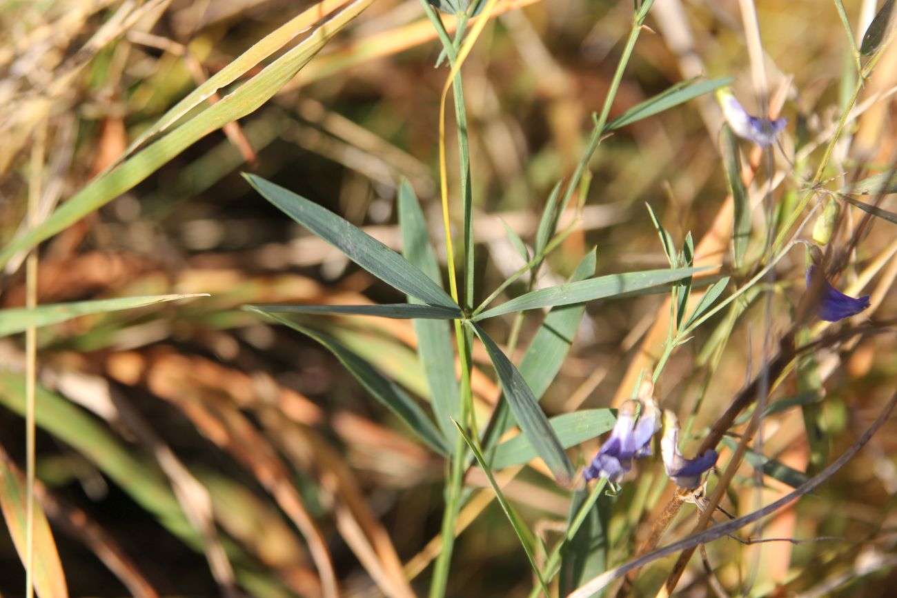 Изображение особи Lathyrus cyaneus.