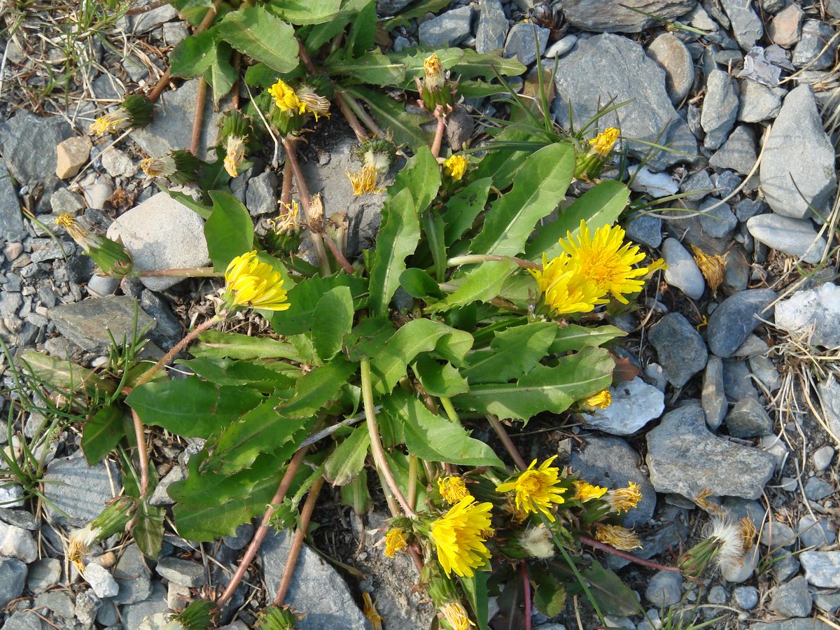 Image of genus Taraxacum specimen.
