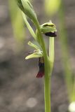 Ophrys insectifera