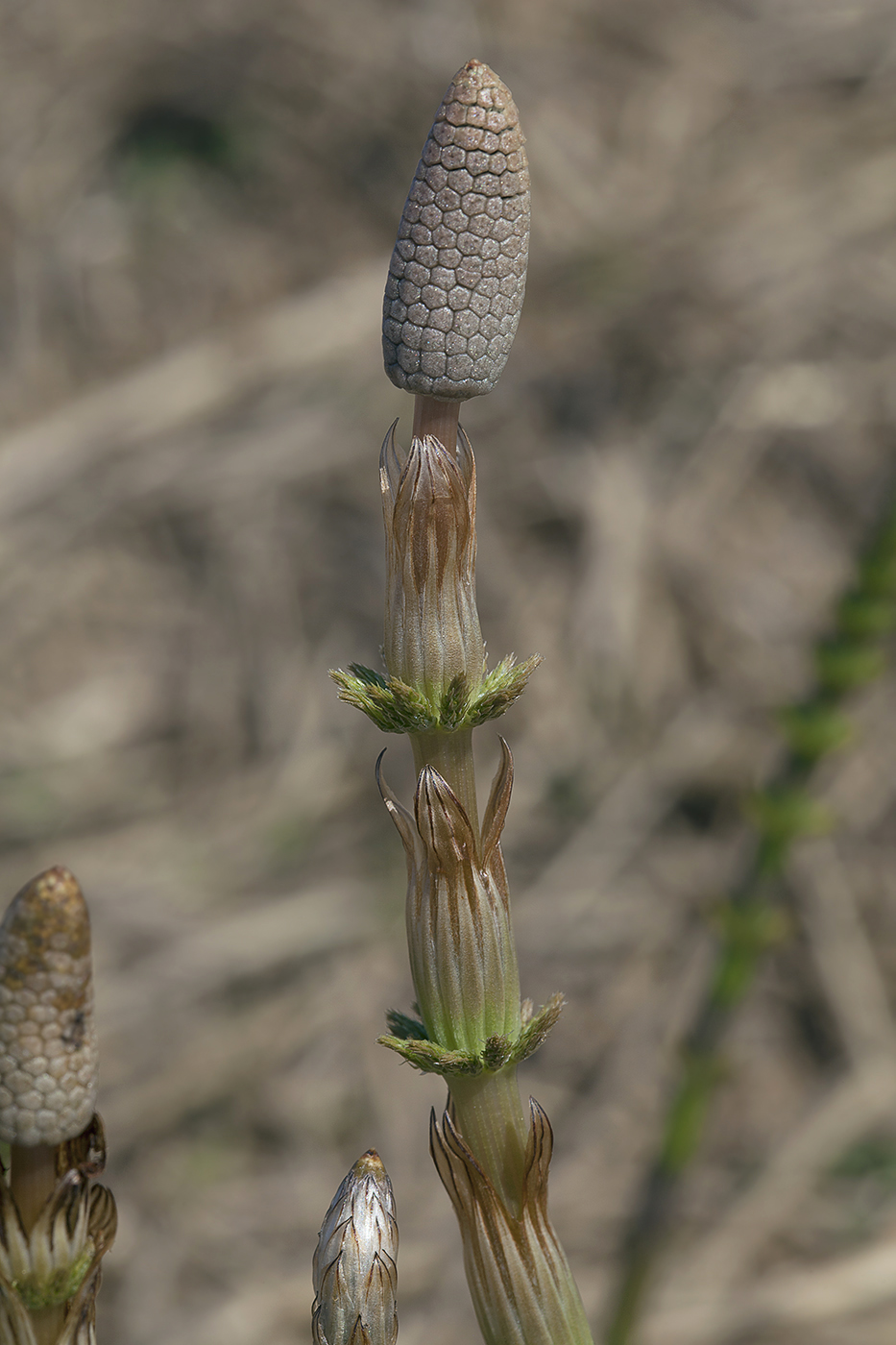 Изображение особи Equisetum sylvaticum.