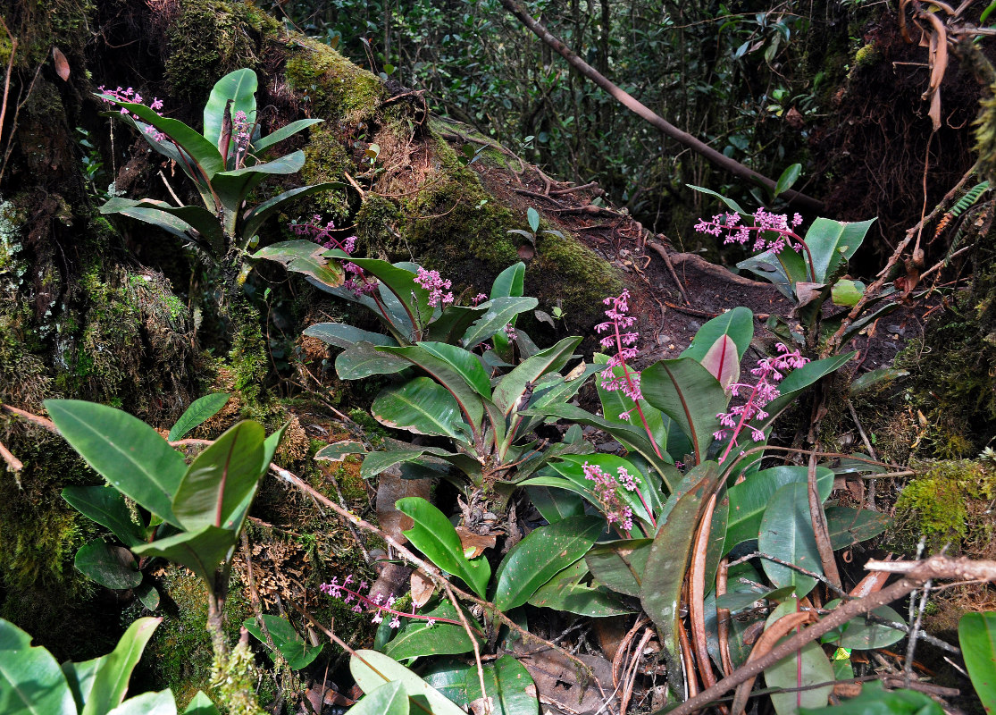 Image of Labisia paucifolia specimen.