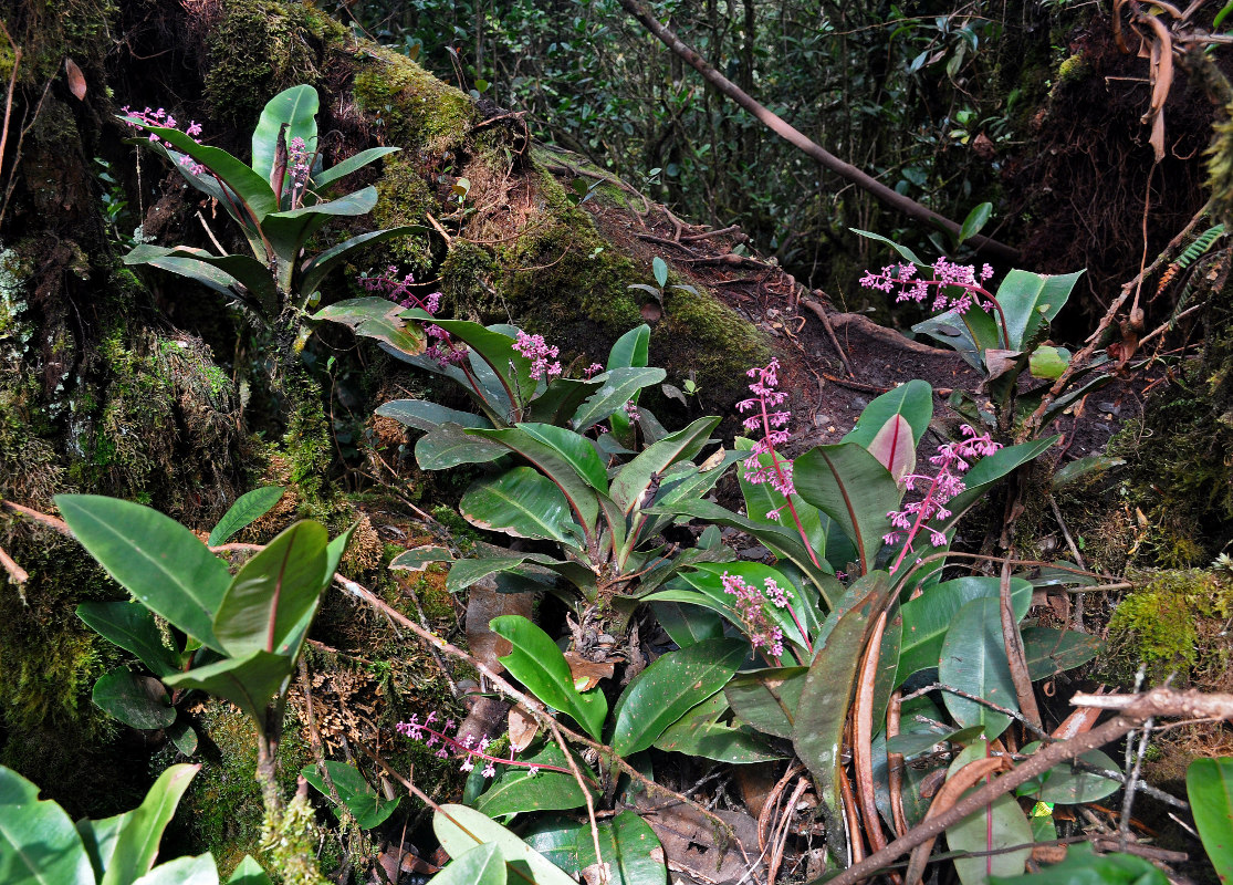 Изображение особи Labisia paucifolia.