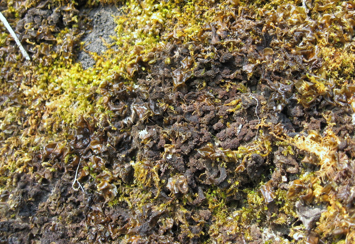 Изображение особи Leptogium cyanescens.