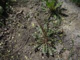 genus Taraxacum