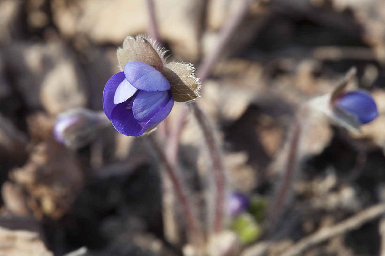 Изображение особи Hepatica transsilvanica.