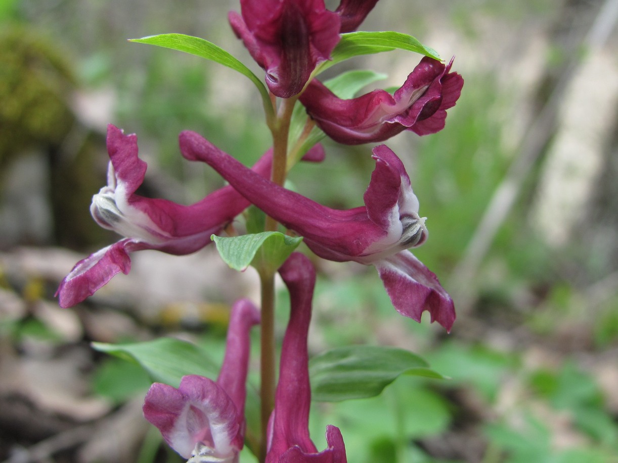 Image of Corydalis cava specimen.