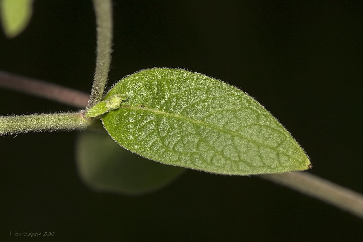 Image of Inula conyza specimen.