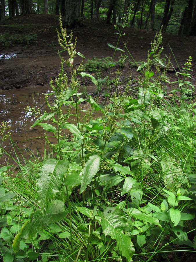 Изображение особи Rumex sylvestris.