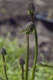 Phyteuma vagneri. Верхушки бутонизирующих побегов. Костромская обл., Судиславский р-н, дер. Антипино, в культуре. 24.05.2019.