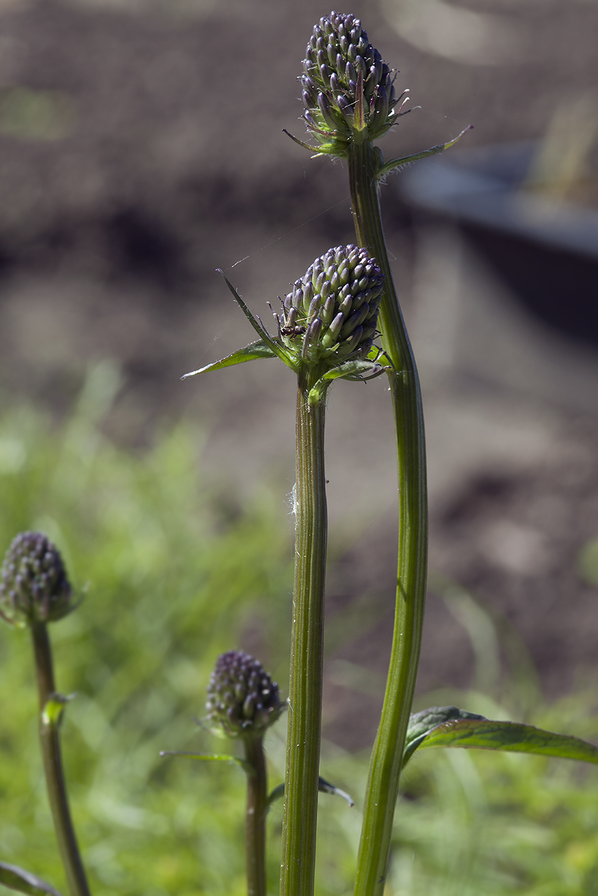 Изображение особи Phyteuma vagneri.