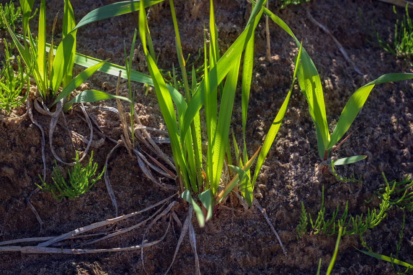 Image of Hierochloe odorata specimen.