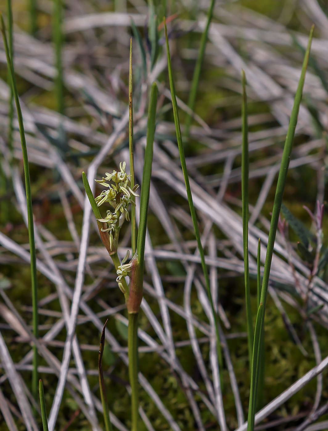 Изображение особи Scheuchzeria palustris.