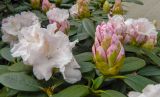 Rhododendron catawbiense