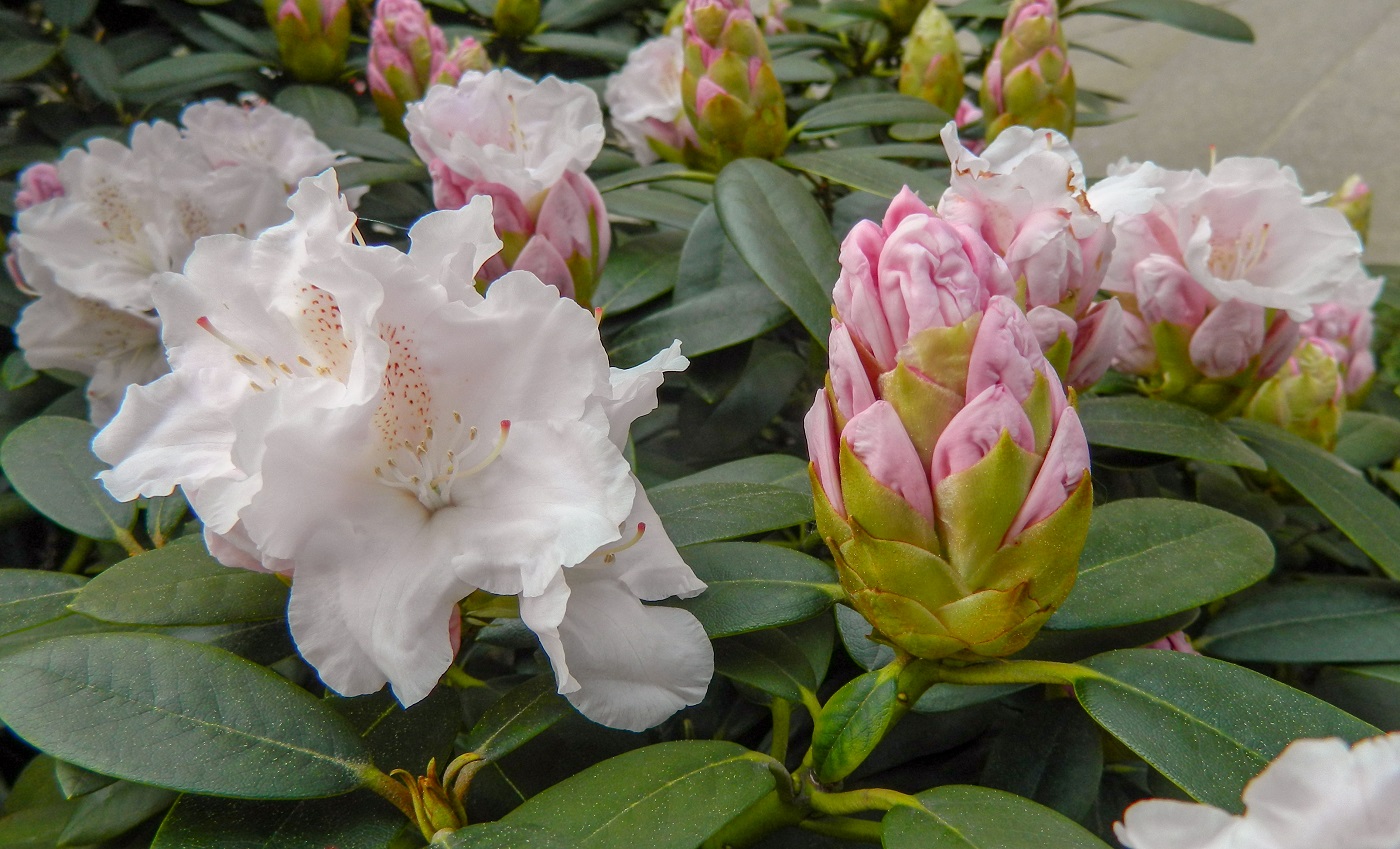 Image of Rhododendron catawbiense specimen.