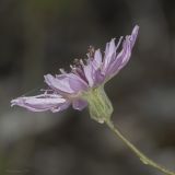 Image of taxon representative. Author is Максим Гуляев