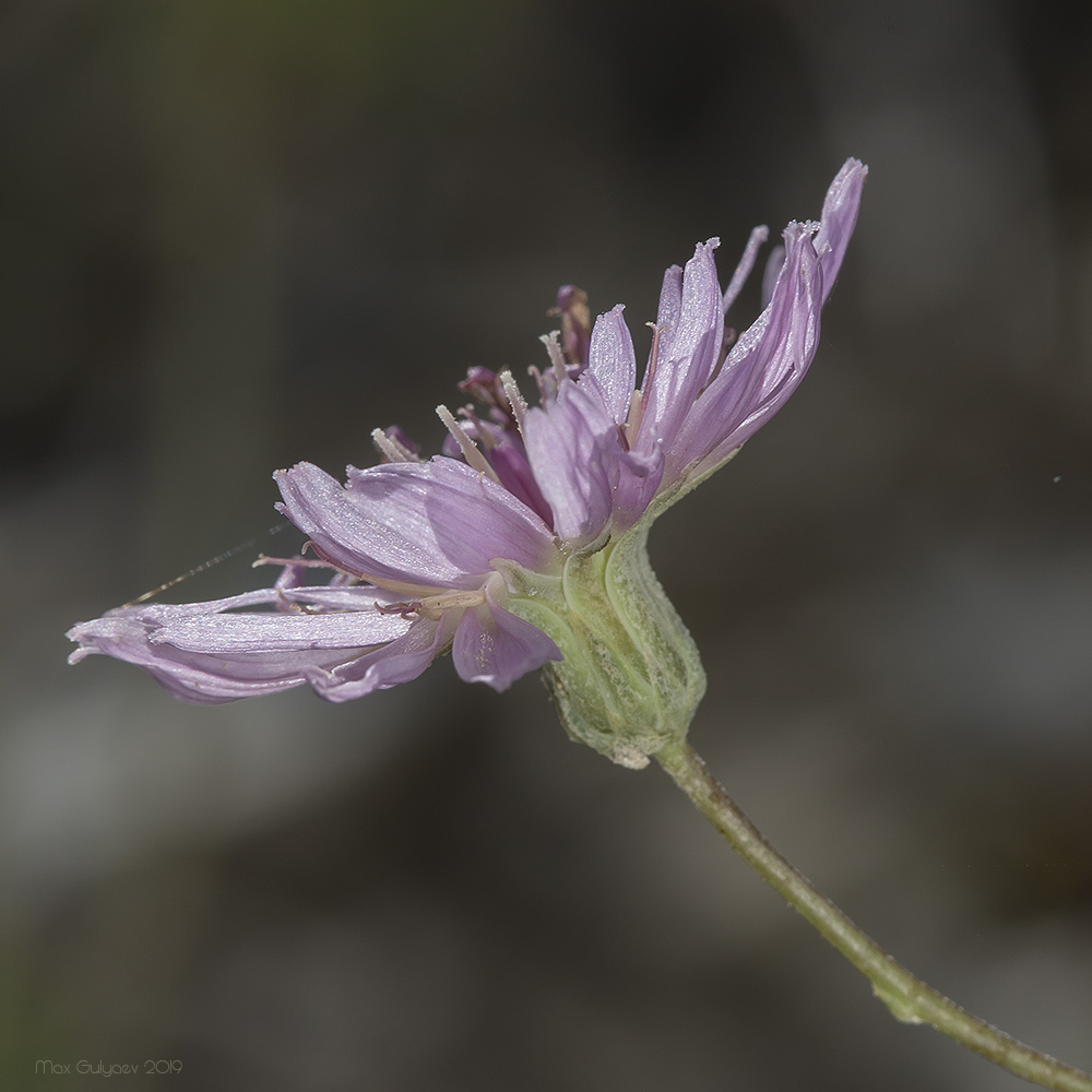 Image of Lagoseris purpurea specimen.