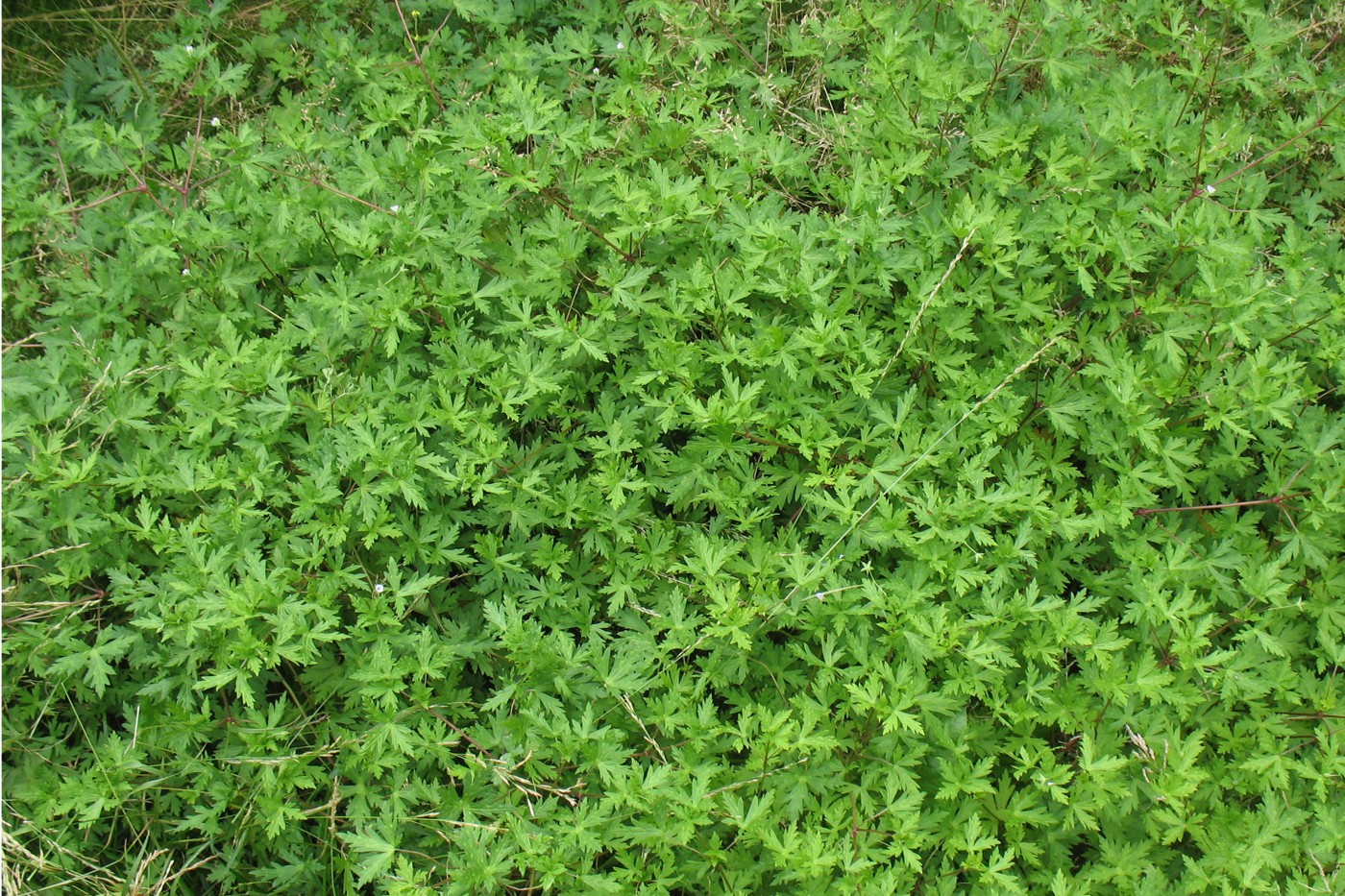 Image of Geranium sibiricum specimen.