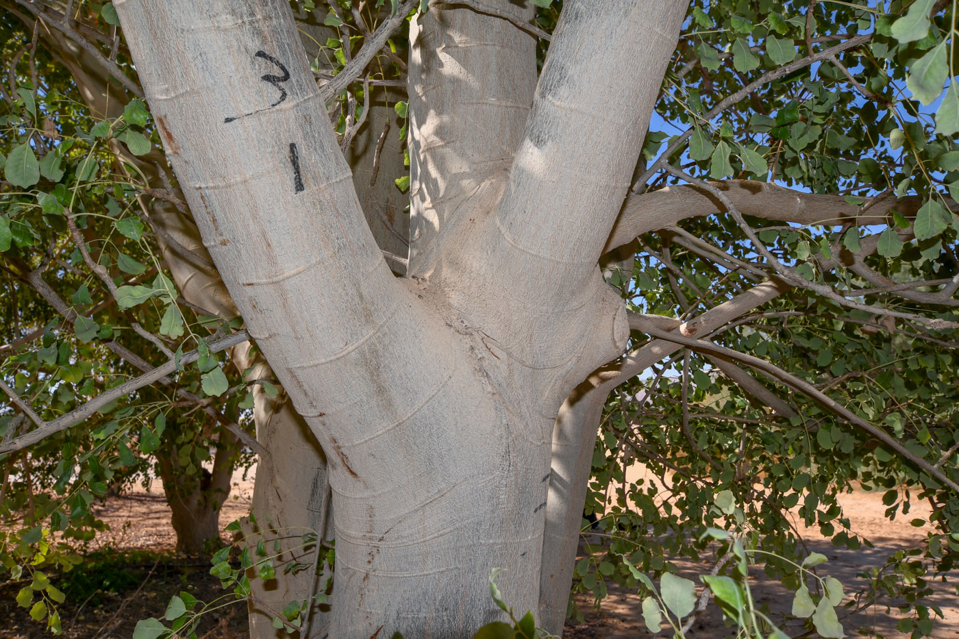Image of Sclerocarya birrea specimen.