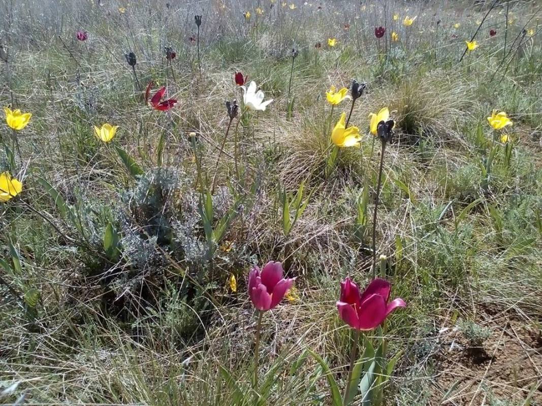 Image of Tulipa suaveolens specimen.