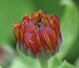 Calendula officinalis. Нераскрывшееся соцветие в утренней росе. Московская обл., Раменский р-н, окр. дер. Хрипань, садовый участок. 23.07.2019.