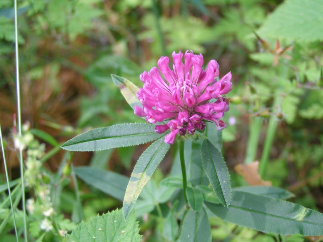 Изображение особи Trifolium alpestre.