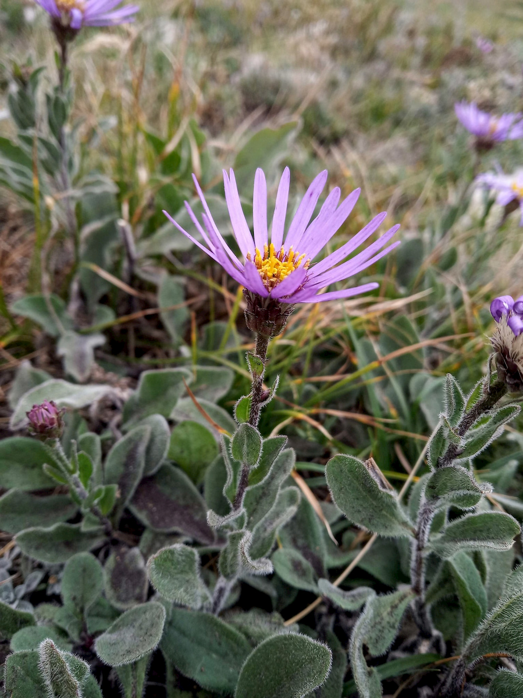 Изображение особи Aster ibericus.