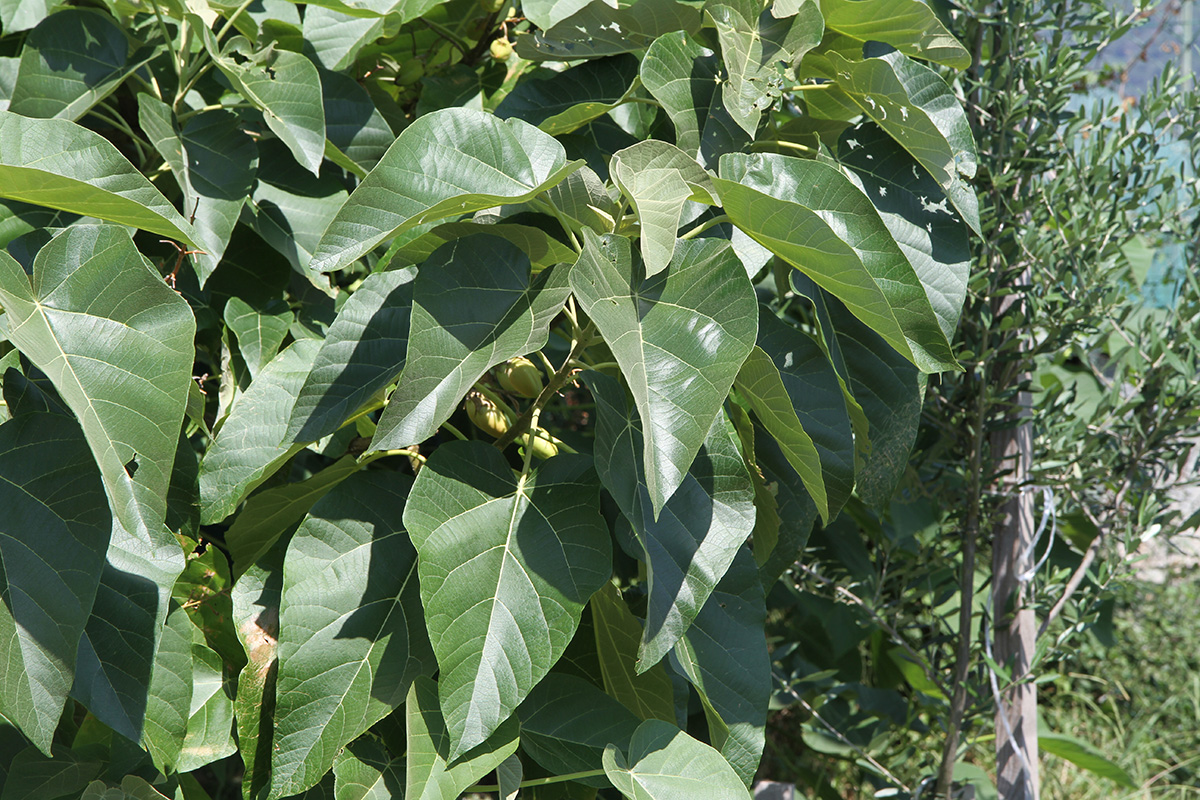 Image of Paulownia tomentosa specimen.