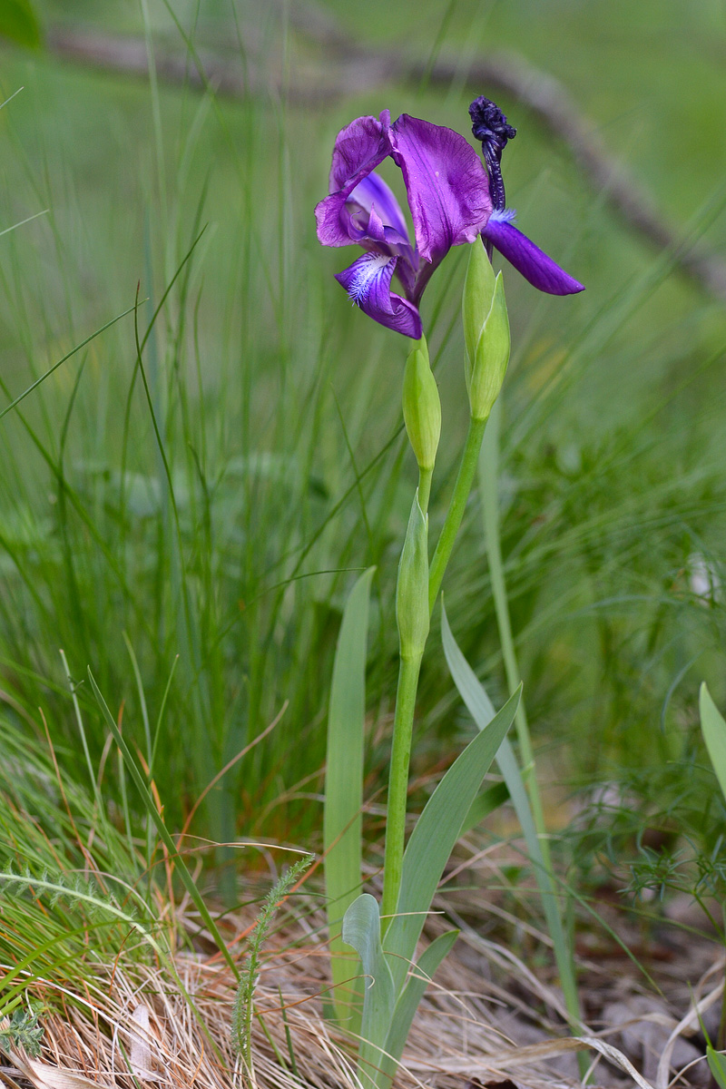 Изображение особи Iris aphylla.