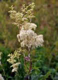 Filipendula ulmaria. Верхушка побега с цветущим и бутонизирующими (вверху) соцветиями. Челябинская обл., Саткинский р-н, хребет Зюраткуль, ≈ 1000 м н.у.м., луг на опушке смешанного леса. 31.07.2019.