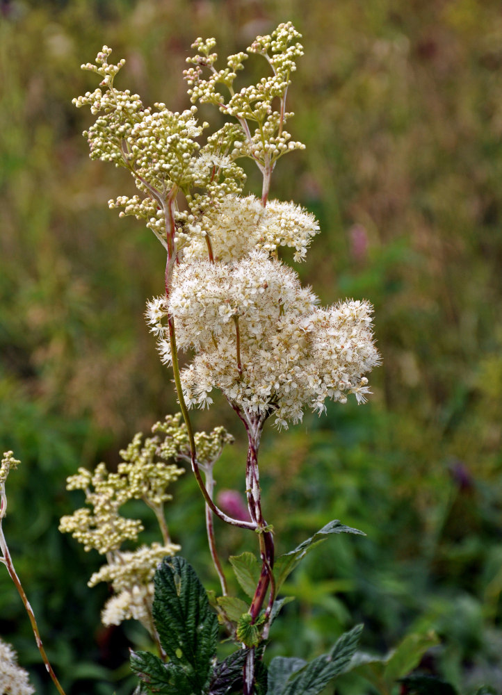 Image of Filipendula ulmaria specimen.