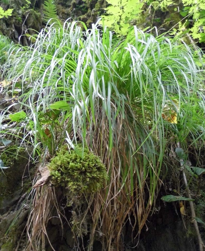 Изображение особи Carex grioletii.